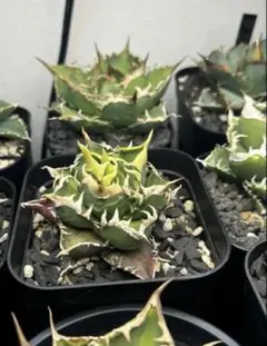 2026年最新】ゴリ猫の人気アイテム - メルカリ