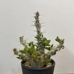 2025年最新】パキポディウム サンデルシー 白馬城の人気アイテム