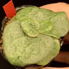 22a 多肉植物 ハオルチア 徳田マンモス玉扇錦 自家繁殖 鉢植え発送