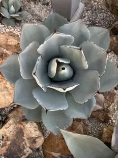 【2鉢セット】パリートランカータ 楽天市場】アガベ パリートルンカータの通販