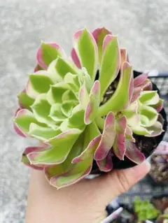 らんらん様 リクエスト 2点 まとめ商品