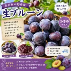 生プルーン2キロ【信州中野市産 家庭用】小さめ〜中サイズ混合のサムネイル