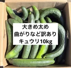神奈川県産　大きめ太めなど　訳あり　キュウリ10kgのサムネイル