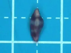 貝殻標本、ウミウサギガイー11