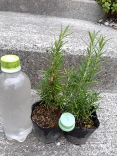 coco.aqua様 リクエスト 2点 まとめ商品