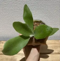 ビカクシダ　ペガサス　子株のサムネイル