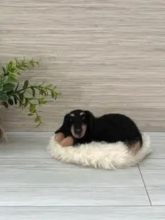 羊毛フェルト ♡ミニチュアダックス♡ ブラックタン
