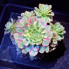 超レア 新品種　アエオニウム　フレッチング(古株群生)法師錦