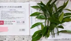 호리밥, 여름귤 잎, 무농약, 4/29 오전발송, 유패킷 포스트 미니