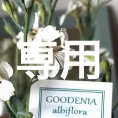 Abies alba Pendula もみの木 枝垂れ 針葉樹 - メルカリ