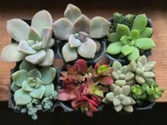 多肉植物 セダム カット苗 詰め合わせ - メルカリ