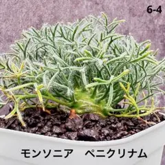 【極上株】モンソニア　ペニクリナム　6-4 実生　サルコカウロン　ペニクリナのサムネイル