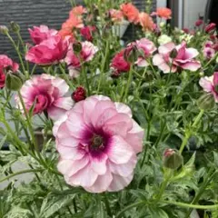 ラナンキュラスラックス、球根、16品種、タグ付き ラナンキュラス ラックス ヴィーナス｜種（タネ）,球根,苗,資材