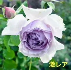 2026年最新】薔薇 大苗の人気アイテム - メルカリ