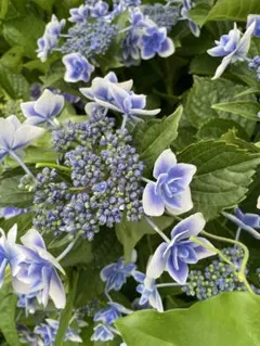 紫陽花　挿し木苗のサムネイル