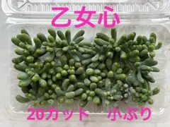 ♪キキ♪様 リクエスト 3点 まとめ商品