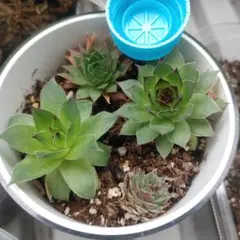 センペルビウムセットr