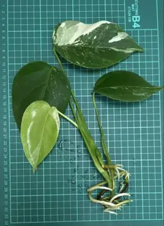 ＊モンステラ 斑入り 4枚葉＊のサムネイル
