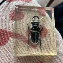 2026年最新】標本 クワガタの人気アイテム - メルカリ