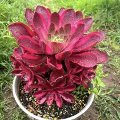 新入荷 アエオニウム カナリア錦(木立群生) (超大品) 法師錦 観葉植物