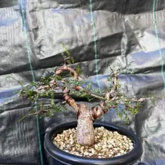 オペルクリカリア ボレアス盆栽素材　塊根植物のサムネイル