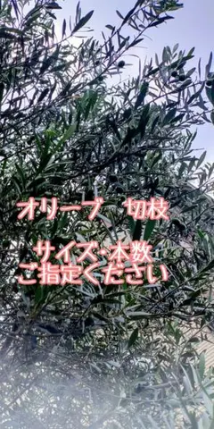 予約専用オリーブ切枝 (ご注文後にカット致します)※サイズ•本数ご指定