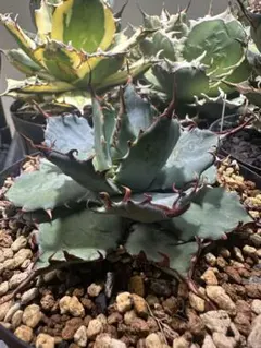 【クローバー】鉢ごと発送　子株付き　甲蟹×屈原の舞扇 クローバー】鉢ごと発送 子株付き 甲蟹×屈原の舞扇 クローバー様