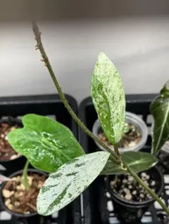 珍品 Hoyapubicalyx 'Albo-marginata' 発根済 | Mercari