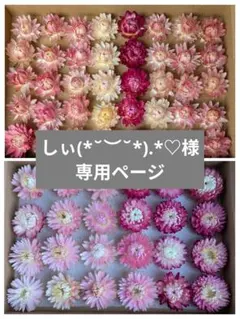 貝細工 ドライフラワー ヘリクリサム ドライフラワーセット 花材セット