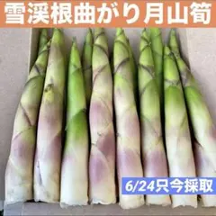 ❤️毎年大人気❣️ 天然 月山筍 箱込み約1キロ 太め 根曲がり竹 姫竹 山菜724のサムネイル