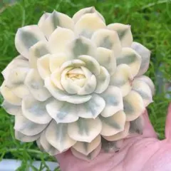 多肉植物　オンスロー錦　美苗　群生　抜き苗 多肉植物オンスロー錦美苗群生抜き苗