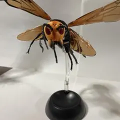 いきもの大図鑑　オオスズメバチ