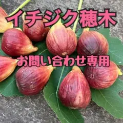 2026年最新】穂木 いちじくの人気アイテム - メルカリ