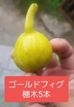 2025年最新】いちじく穂木の人気アイテム - メルカリ