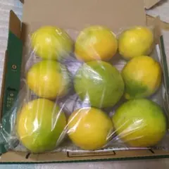【ayan様専用】高知県産丸ごとレモン　 ノンワックス自然栽培