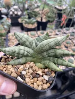 観葉植物《らくらくメルカリ便♪」サンセ ベリア・希少・美苗株★ Aya ★抜き苗 観葉植物《らくらくメルカリ便♪》サンセ ベリア・希少・美株