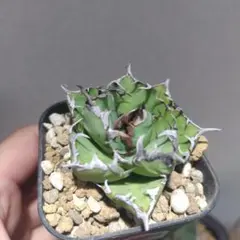 2025年最新】アガベシーザー錦の人気アイテム - メルカリ