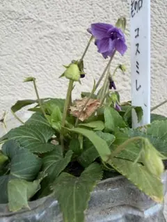 yoiko57yoiko様 リクエスト 2点 まとめ商品