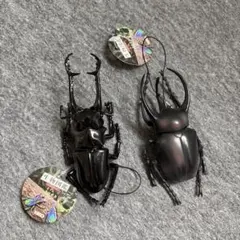 生物図鑑　コーカサスオオカブト ギラファノコギリクワガタ