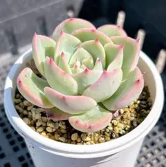 No.7 七福神 抜き苗 多肉植物 - メルカリ