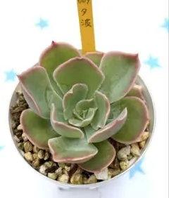 やんちゃむ様 リクエスト 3点 まとめ商品