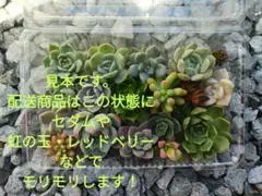 多肉植物　カット苗　多肉植物弁当