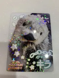 2026年最新】鳥羽水族館 ラッコ ポストカードの人気アイテム - メルカリ