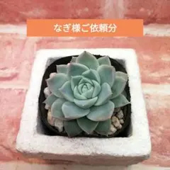 miyaさん つむぎ交配✡️ハル×つむぎ✡️ミヤ苗 命名同士 多肉 抜き苗 miyaさん 3点セット✡️ハル×つむぎ他✡️ミヤ苗 命名同士 多肉