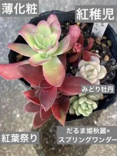 多肉植物　H 薄化粧　紅稚児　だるま姫秋麗×スプリングワンダー　みどり牡丹