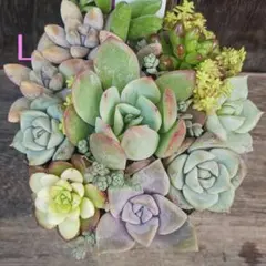 ♦️LM♦️ルエラ　多肉植物 セダム 寄植え　細葉黄金万年草 抜き苗　カット