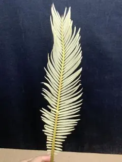 2025年最新】ソテツ 蘇轍 黄金蘇鉄の人気アイテム - メルカリ