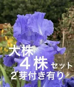 ♦︎ジャーマンアイリス♦︎パープル・青紫　♦︎4株のサムネイル