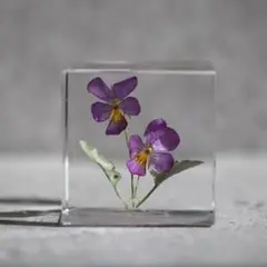 紫ミニビオラの植物標本(5cm角）