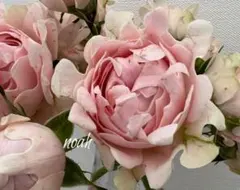 ❀ご購入前にコメントお願い致します❀　バラ　苗　切り花品種　h